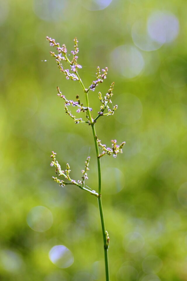 Bokeh blurred background nature