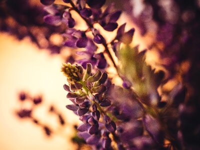 Purple plants garden