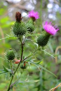 Summer meadow thistle flower