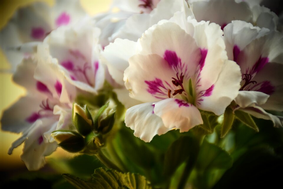 Garden floral bloom