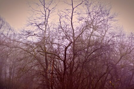 Alone woods forest