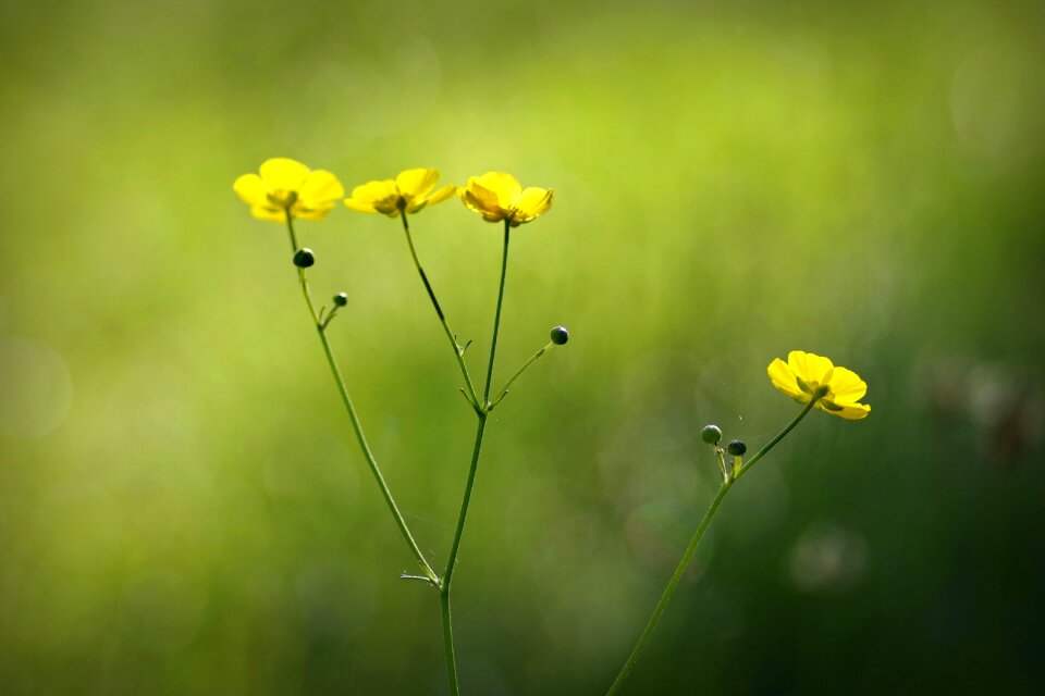 Tiny green closeup
