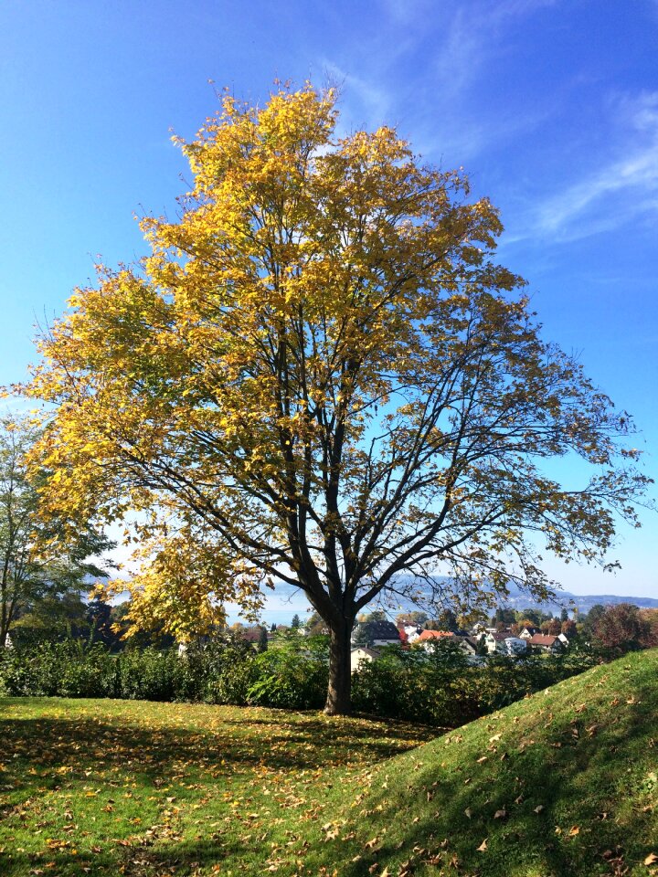 Autumn tree lake constance