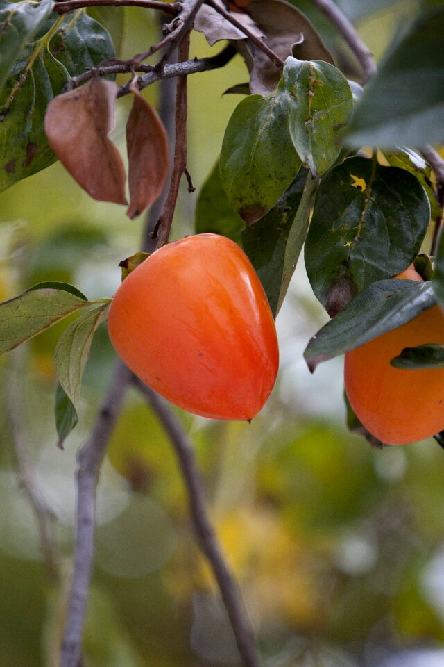 Autumn nature in autumn