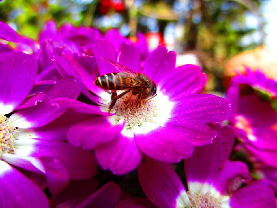 Red flower bee nature