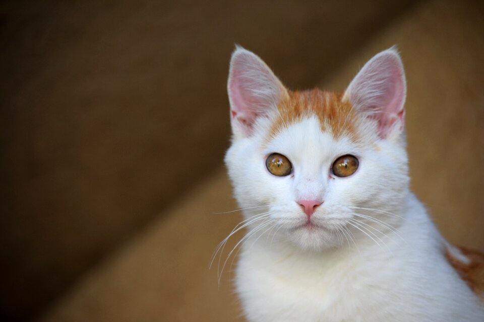 Kitty domestic cat cat's eyes