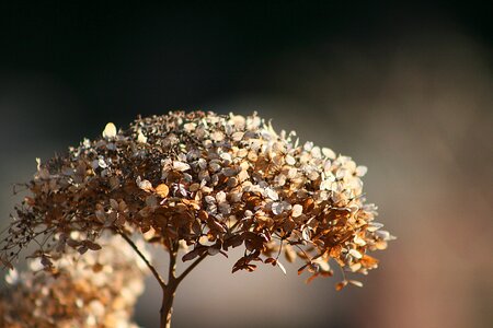 Plant dry winter photo