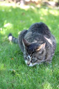 Mackerel pet grey fur