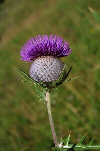 Summer meadow thistle flower