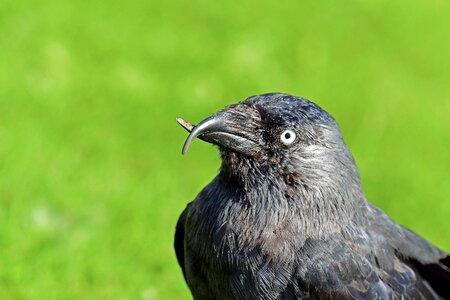 Beak abnormality bird crows birds photo