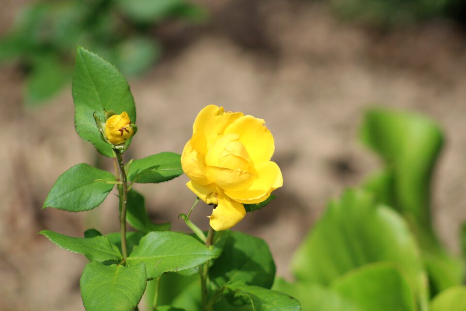 Yellow roses blossom bloom