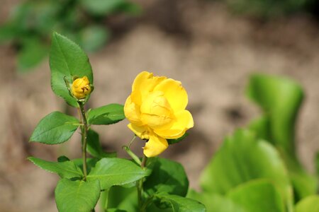 Yellow roses blossom bloom
