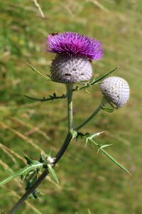 Summer meadow thistle flower