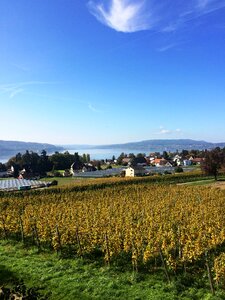 Lake constance outlook vineyard