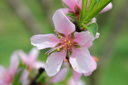 Leaf bud nectarine photo