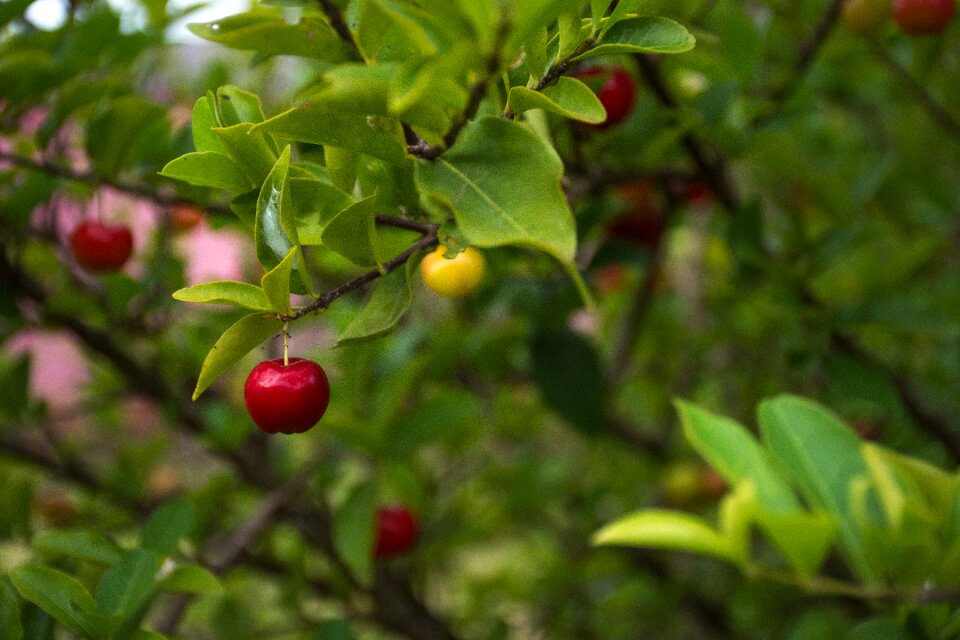 Tree branch shrub
