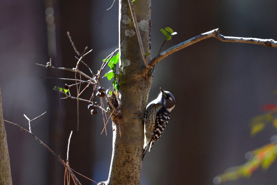 Wild animals bird the game