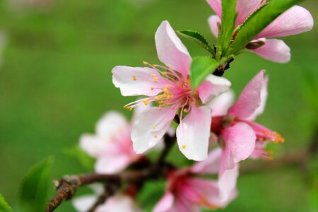 Flora leaf nectarines photo