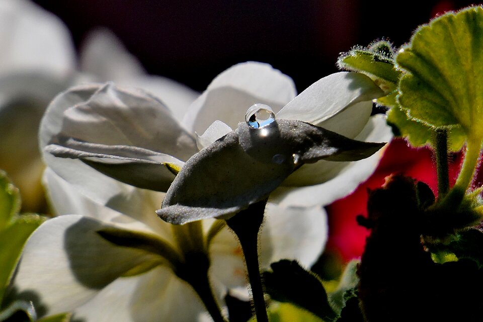 A pretty flower