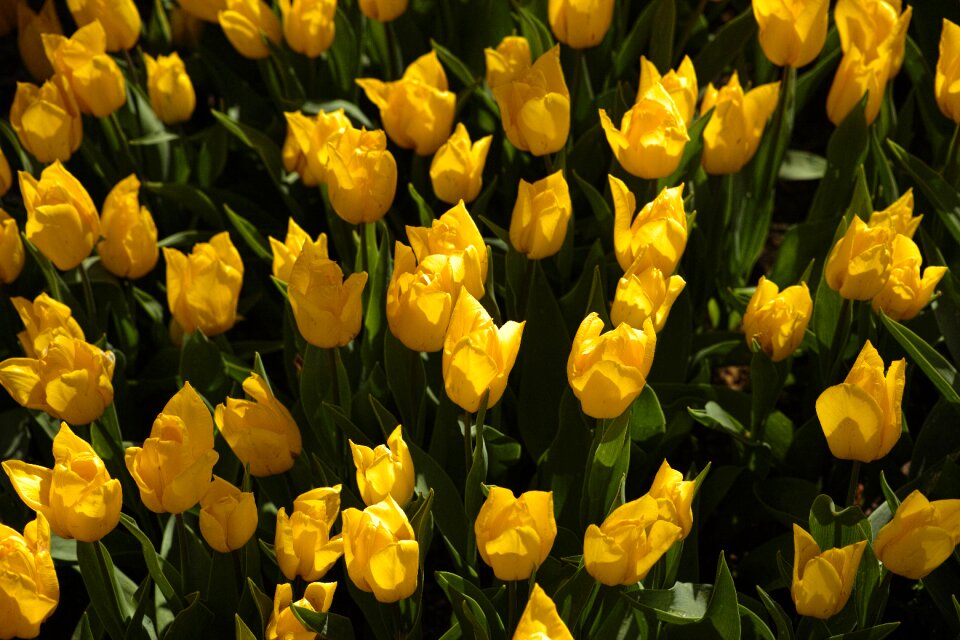 Tulips flower environmental