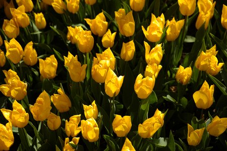 Tulips flower environmental