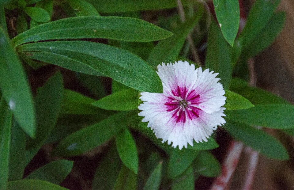 Flower summer garden