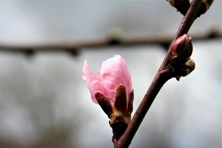 Outdoors tree nectarine
