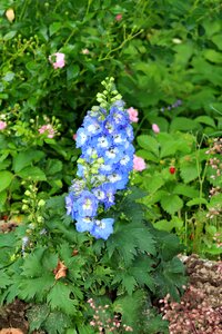 Flower in the garden summer