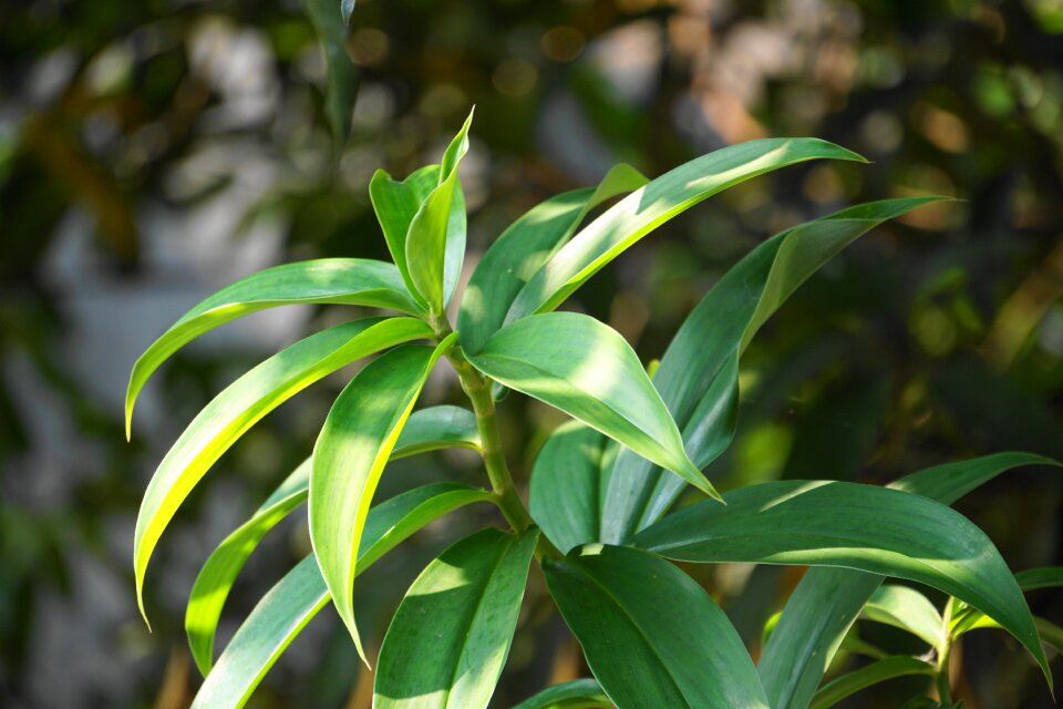 Growth tree green growth