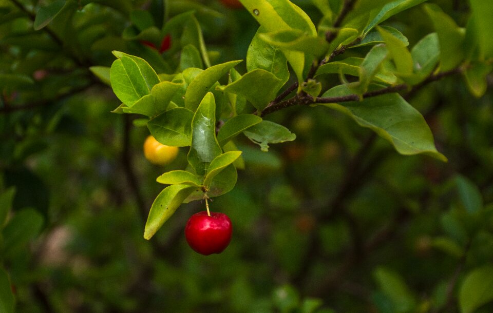 Fruit branch food