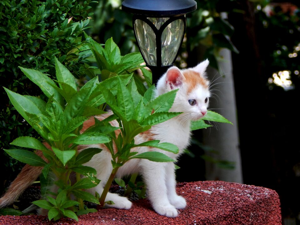 Kitty domestic cat cat's eyes