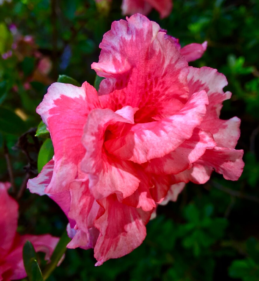 Flower spring pink