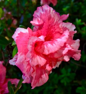 Flower spring pink