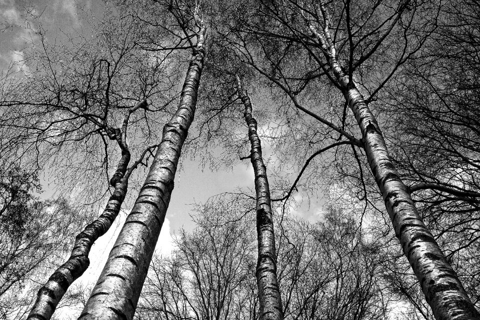 White bark white bark