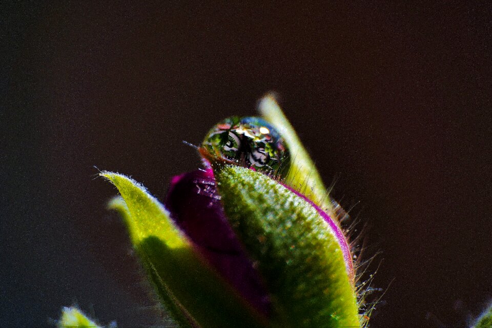 A pretty flower