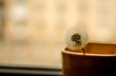 Dandelion flower plant