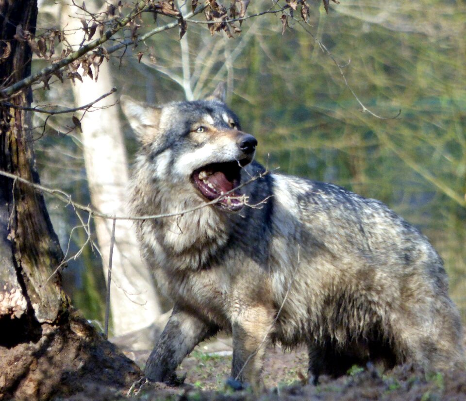 Animal nature carnivore