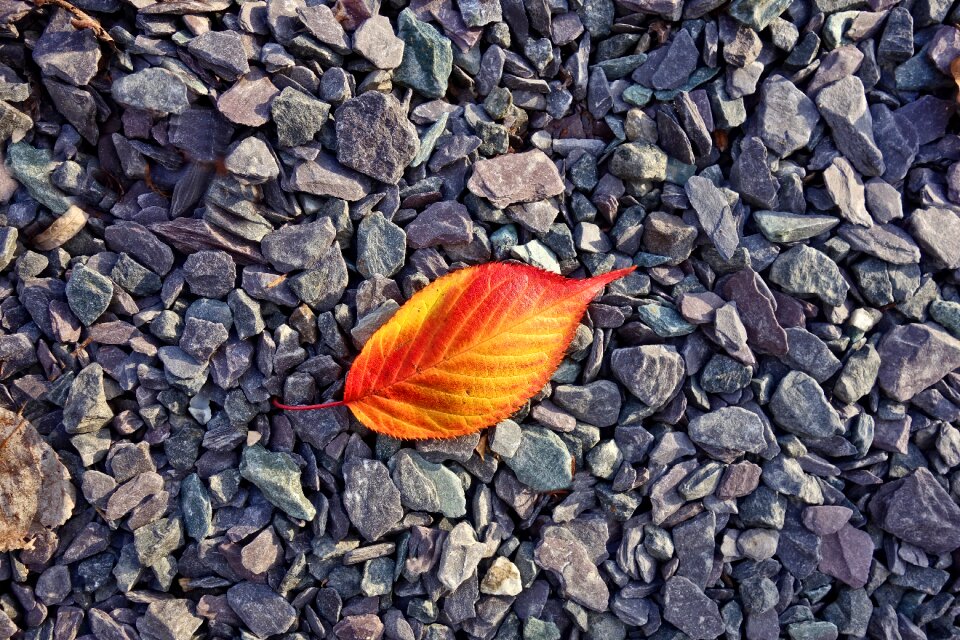 Yellow fall leaves pebbles photo