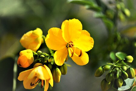 Close up medicinal plant senna alexandrina