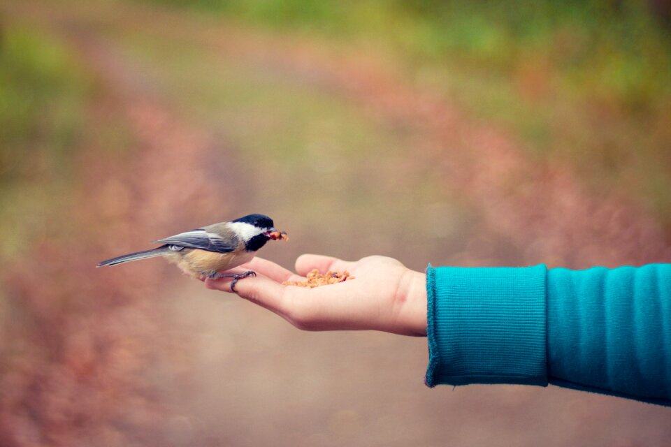 Bird fly hand