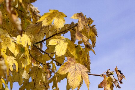 Yellow leaves golden autumn