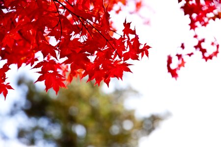 Chuncheon nami autumn leaves