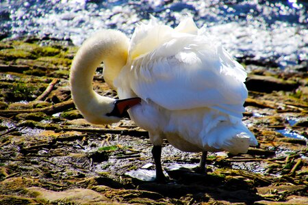 Wildlife animal water