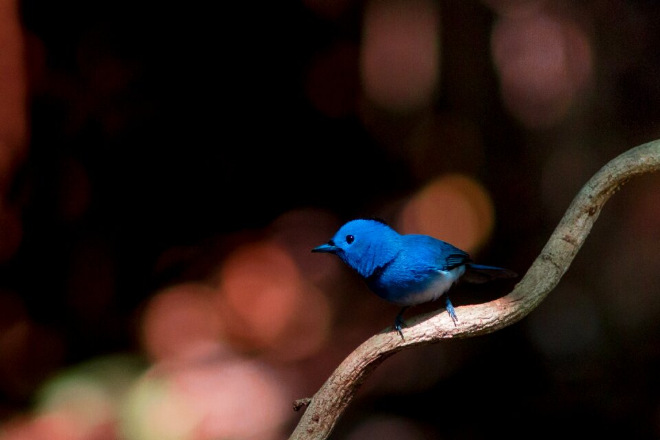 Nature the birds catch the insects phetchaburi
