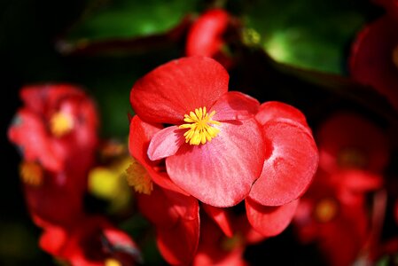 Red balcony plant begonia photo