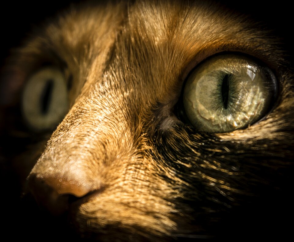 Portrait eye desktop
