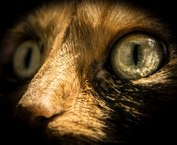 Portrait eye desktop