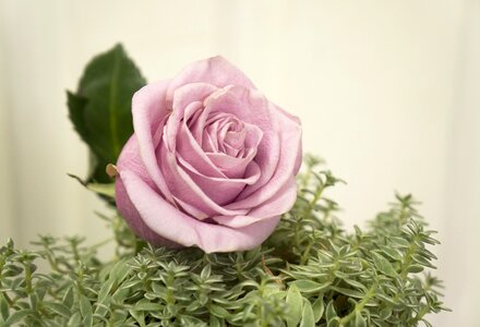 Emotion the grass tomorrow good luck love