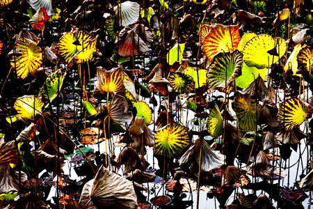 Lotus sunshine leaves