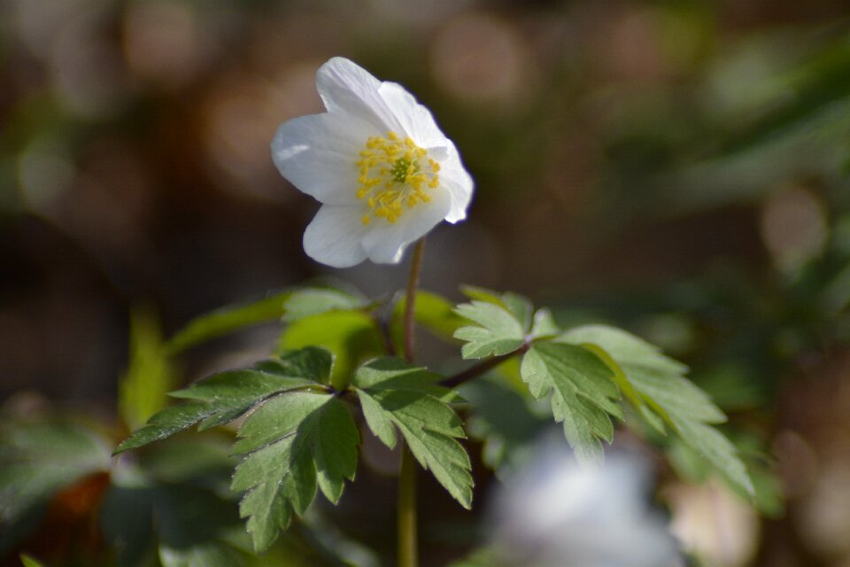 Wood anemone forest spring